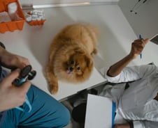 반려동물 연명치료, 과연 누굴 위한 걸까? [PADO]