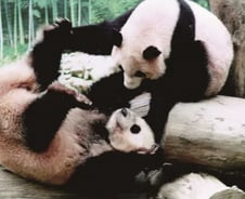 "결혼식하고 합방도 했는데" 반전…한국 최초 판다들 '웃픈' 사연[뉴스속오늘]