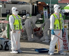 '치명률 51%' 사람 잡는 조류독감…'넥스트 팬데믹' 경고