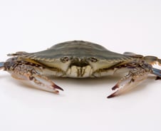 "지방은 쏙 빼주고, 근육은 쑥"…가을 보양식의 정체[한 장으로 보는 건강]