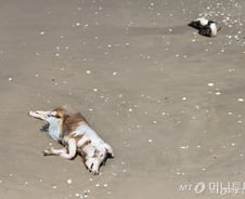 "둘 중 한 명은 숨진다"…전 세계 떨게 만든 조류독감, 한국도 뚫렸다