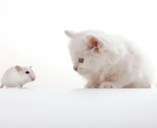 한 살 고양이 뇌, 18살 사람 닮았다…"노화 과정까지 비슷해"