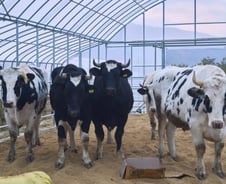 꽃풀소 5마리와 함께 찾아온 '귀하신 분'…시골마을 주민들도 반긴 이유