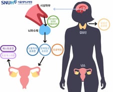 "자궁내막증, 수술 없이 치료" 여성호르몬의 놀라운 기능[한 장으로 보는 건강]