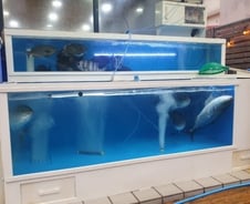 일본산 방어를 국산 둔갑…"제주 가면 바가지" 관광객 손절 이유