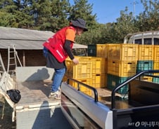 [르포]과수원 주인 졸졸 따르다 300kg 번쩍…밥도 안 먹는 '막내'의 정체