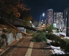 [단독]눈 무게에 15m 나무 쓰러져…지나가던 차량 2대·변압기 파손