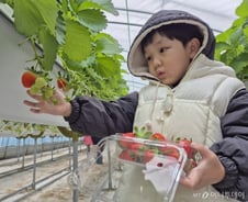 [르포]설향부터 금실까지…스마트팜서 자란 딸기는 무슨 맛?