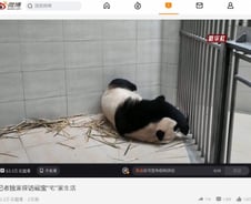 [단독] 푸바오 덜덜 떨 땐 이상 없다더니…중국 판다원 폐쇄 논란