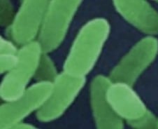 '등심 레어' 먹고 설사→변기뚜껑 열고 물 내리니 온가족 식중독, 무슨 일