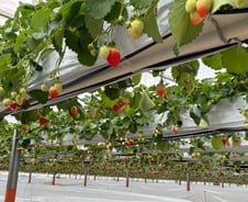 햇빛량 부족하니 천장이 스르륵~..롯데 딸기 스마트팜 가보니[르포]