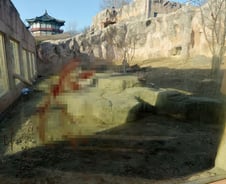 문 열린 '사자' 방사장서 사육사 참변…경보 장치·동료 없었다[뉴스속오늘]