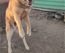 2년 묶인 누렁이 '첫 산책'…밝아진 표정 보세요[인류애 충전소]