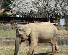 입양→서커스 공연→한국행…다사다난 '코끼리 할머니' 59살에 하늘로[뉴스속오늘]
