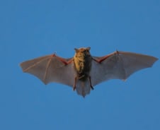 더 세다는 신종 박쥐 코로나, 中서 일부러 만들었다?…전문가 의견은