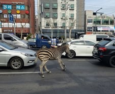 "주택가에 웬 얼룩말?"…서울 발칵 뒤집은 '세로'의 가출 속사정[뉴스속오늘]