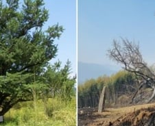 900살 은행나무도 삼킨 최악의 산불…불타버린 국가유산들