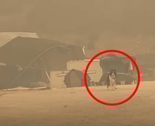 "제발 목줄은 풀어주세요"…산불 폐허 속 홀로 남겨진 개들