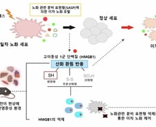 늙은 세포 하나, 어떻게 몸 전체로 퍼지나…한국 연구진이 밝혀냈다