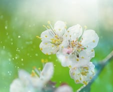 "종일 재채기·콧물에 괴로워"…3일 빨리 찾아온 '봄 불청객' 대응법