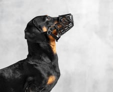 "악!" 개 물림 사고 가장 위험한 장소는?…한국만 의외의 결과