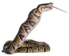 "뱀 독 퍼질라" 공포에 요동치는 맥박이 더 위험…물렸을 때 대응법