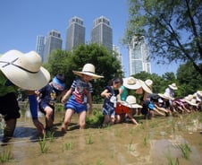 양재천에 나타난 꼬마농부들…강남구, 전통 모내기 체험 행사 개최