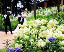 수국 가득 포토존에 야경까지…노원구 '초안산 수국동산' 완성