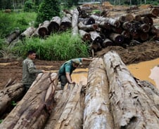 마약 카르텔, 테러조직이 불법 벌목으로 자금을 조달하는 방법 [PADO]