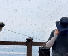 "엄청 고소해" 러브버그 먹방, 괜찮다?…"기생충·곰팡이 옮을 수도"