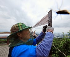 날아든 러브버그, 입속으로 '쏙'…'이 증상' 나타나면 바로 병원 가야