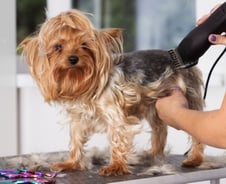 강아지만 보면 "에취~" 간질…털 빡빡 밀면 걱정없다?