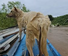 "폭우에 휩쓸린 개 구조 생중계"…스트리머에 쏟아진 칭찬[오따뉴]
