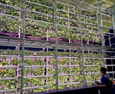 빌딩 옥상서 작물 키우고, AI 로봇이 수확…농사판 확 바뀐다