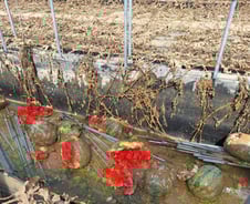 [르포]"와서 보니 속상해" 물러터진 수박·멜론…與 정청래 등 수해 복구