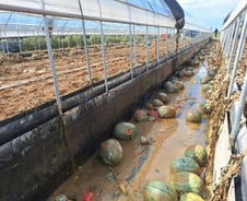 [르포] "와서 보니 심각" 진흙속 물러터진 수박…與 정청래 등 집결