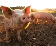 돼지기름의 재발견…"퍽퍽한 콩고기에 질린 채식주의자 오세요"