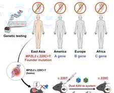 주사 한 방에 유전성 난청 회복…국내 연구진, 세계 첫 치료법 개발