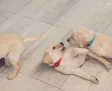 [르포] 편견 없이 세상과 이어주는 다리…새 가족 만난 네 발의 천사