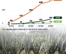 "사과 못 먹은 지 오래" 가격 훌쩍…한국 식탁서 '노란 사과' 볼 수도