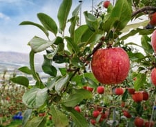 KB인베, 국내 과일 산업에 100억 투자…농가 상생 모델 구축 나서