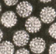 "어린 애만 맞는 거 아냐?" 중년 남녀, HPV 백신 접종 득실 따져보니… [한 장으로 보는 건강]