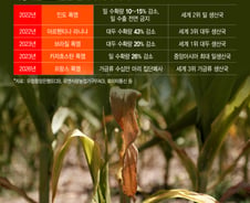 '폭염물가' 인도·태국 쌀값 폭등…"세계농업 500조 증발"