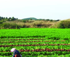 "멀쩡한 당근을 왜 갈아엎죠?"…제주가 바꾼 '폐기의 공식'
