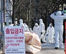 [농담]돼지 살리려 돼지 묻었던 7년…ASF 잔혹사, 이제 끝이 보인다