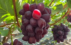 [Report] 'South Korea's 0.5%' Royal Vines... A New World of Grapes Met in Sangju