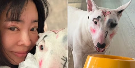 반려견 화장 지운 사진 '띡'...동물학대 논란 여배우에 반응 싸늘