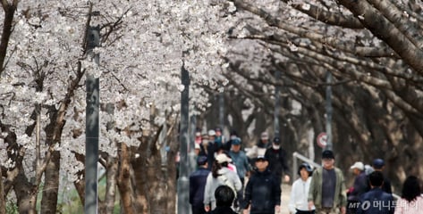 "우와~ 벌써 벚꽃 폈다" 서울도 핑크빛...평년보다 열흘 빨라