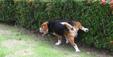 "오줌은 괜찮아"vs"물 뿌려야"…반려견 '소변 처리' 갑론을박