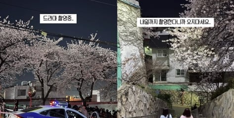 "벚꽃 보려고 1년 기다렸는데 뭐꼬" 부산 시민들 분노케한 촬영